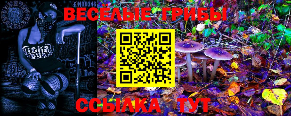 Псилоцибиновые грибы Cubensis  Вход с VPN  Кингисепп  Псилоцибиновые грибы Psilocybe 
